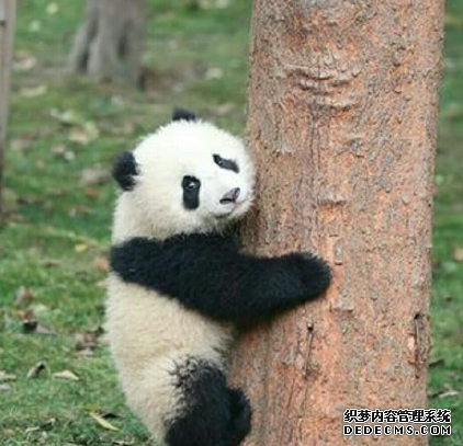 奇一熊猫宝宝视频GIF图