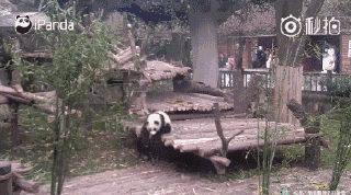 奇一熊猫宝宝视频GIF图